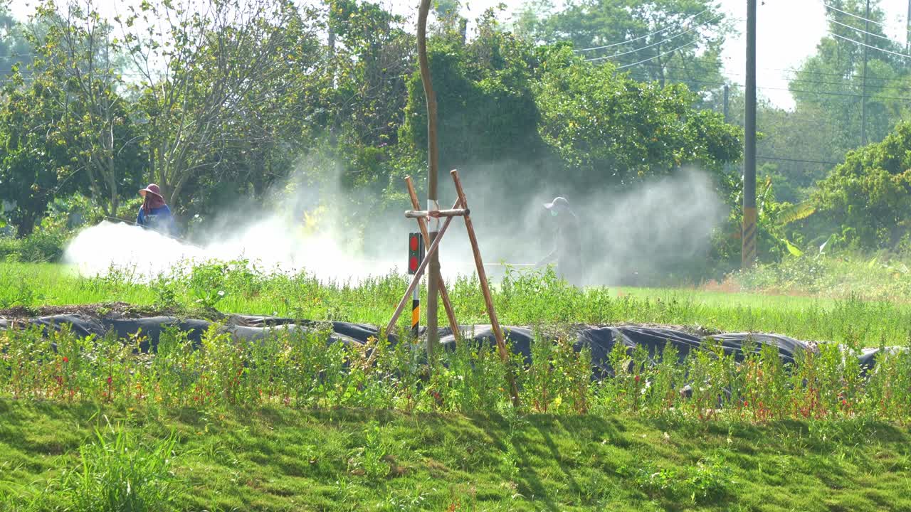 Agricultural workers spray chemicals in a sunny green field, mist drifting through crops as they manage pests or weeds amid natural and semi-rural surroundings.