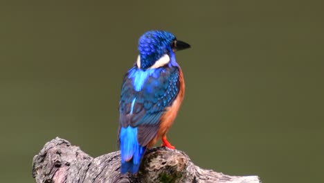 El-Martín-Pescador-De-Orejas-Azules-Es-Un-Pequeño-Martín-Pescador-Que-Se-Encuentra-En-Tailandia-Y-Es-Buscado-Por-Los-Fotógrafos-De-Aves-Debido-A-Sus-Hermosas-Orejas-Azules,-Ya-Que-Es-Una-Pequeña,-Linda-Y-Esponjosa-Bola-De-Plumas-Azules-De-Un-Pájaro