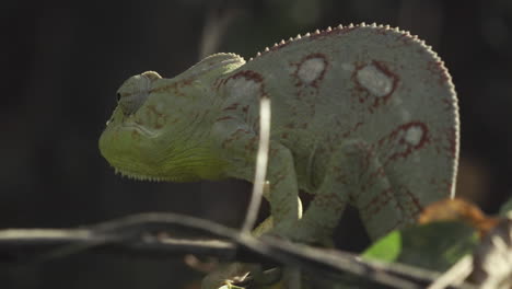 chameleon furcifer oustaleti motionless on a twig in madagascar, close-up shot, typical posture with hump