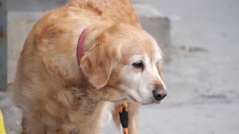 golden retriever on a leash