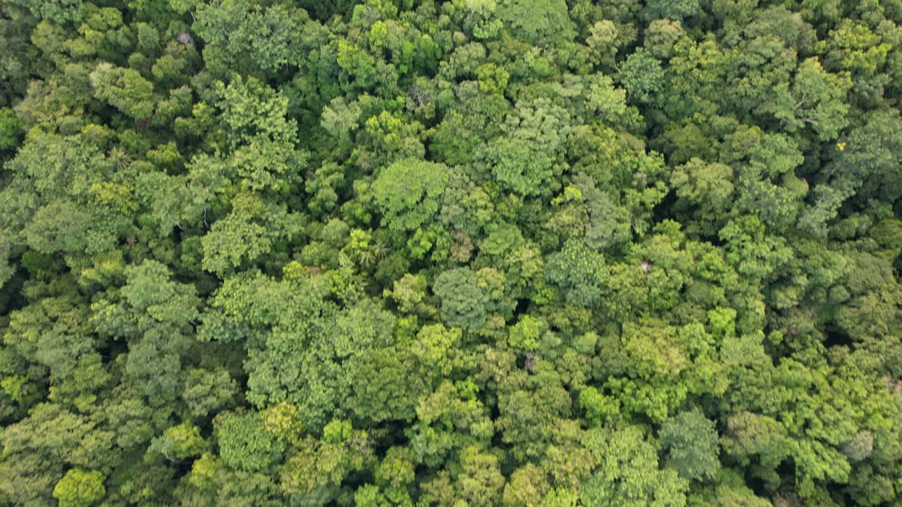 Vista aérea agua de mar turquesa rodeada de bosque tropical
