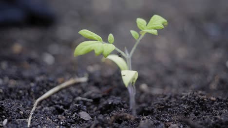 primer plano de la macro planta en ciernes tomada en el suelo recién plantado