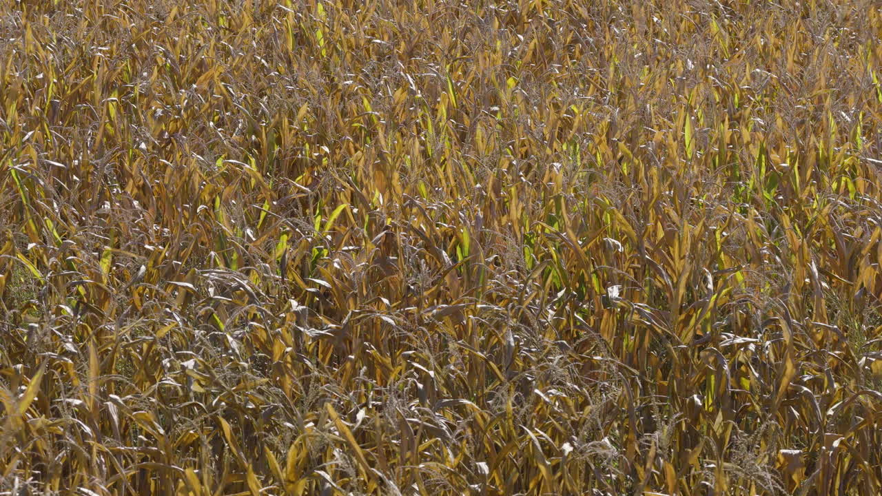 Dry Corn Stalks, View From Above In Missouri, USA - Drone Shot