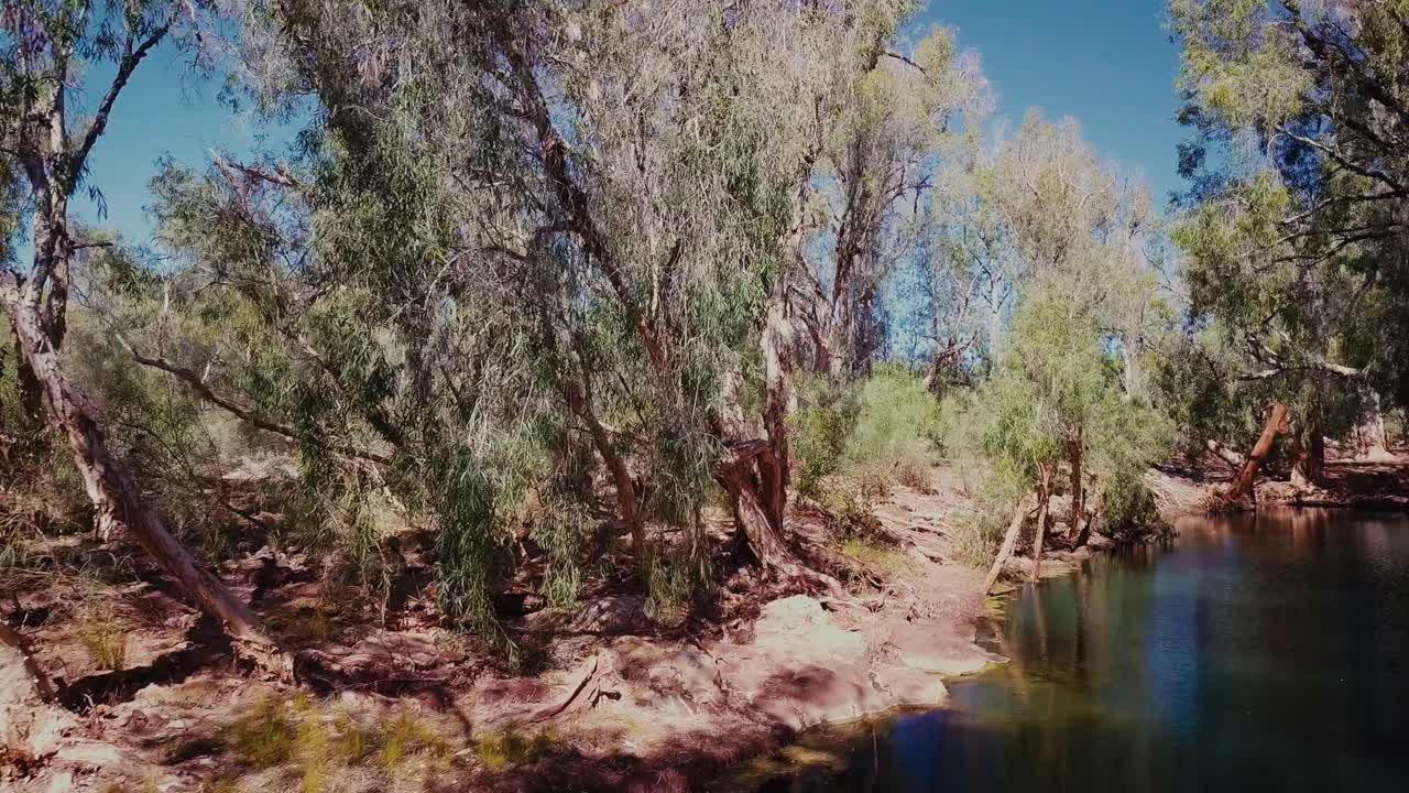 drone aéreo volando a través del oasis del desierto australiano billabong río paperbark