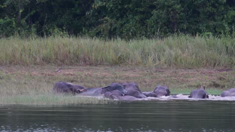 Die-Asiatischen-Elefanten-Sind-Vom-Aussterben-Bedroht-Und-Diese-Herde-Vergnügt-Sich-Beim-Spielen-Und-Baden-In-Einem-See-Im-Khao-Yai-Nationalpark