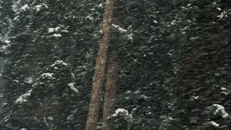 Blizzard,-Wintersturm-Im-Wald-In-Der-Nähe-Von-Gulmarg,-Kaschmir,-Indien