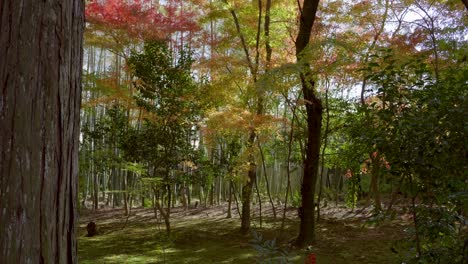 incredible fall color scenery at japanese landscape garden