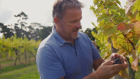 mature male owner of vineyard checking grapes for wine production during harvest