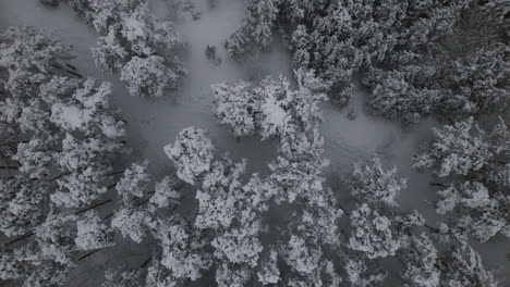 Imágenes-Aéreas-Del-Bosque-En-Invierno