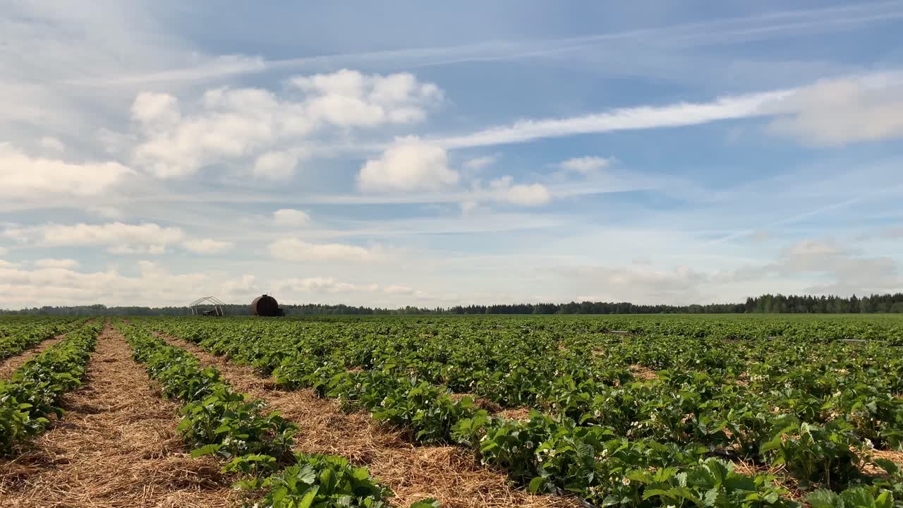 lapso de tiempo con movimiento panorámico de un campo de fresas