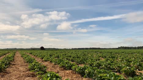 Lapso-De-Tiempo-Con-Movimiento-Panorámico-De-Un-Campo-De-Fresas