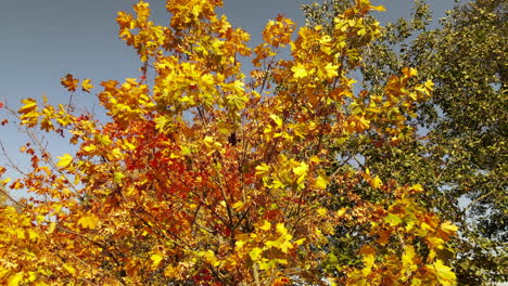 wind moving tree branches with beautiful orange leaves in autumn