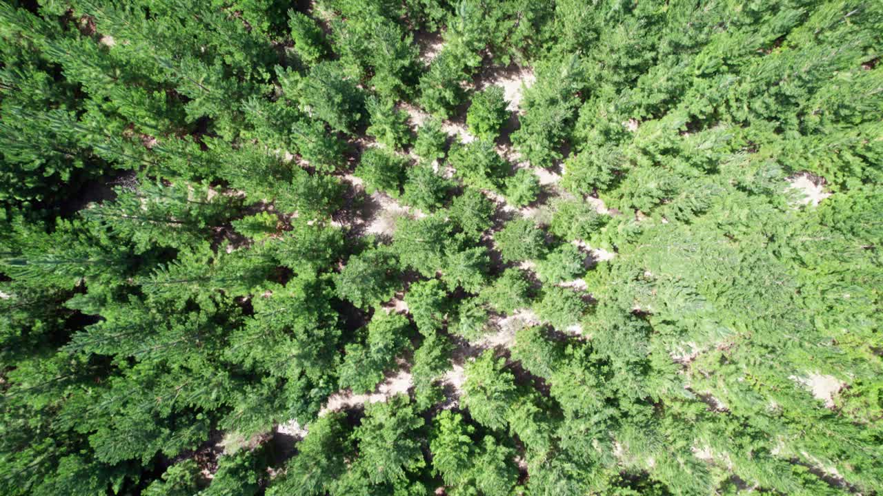 Drone view looking vertically over a pine plantation near Woodend in Victoria, Australia. March 2025