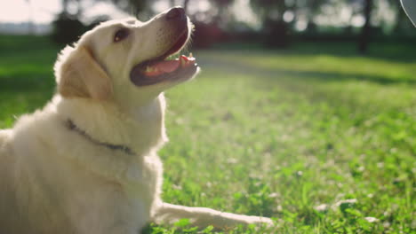 closeup playful retriever lying green field. man hand pet happy golden doggy.