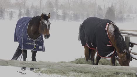 horses eating hay in snow storm