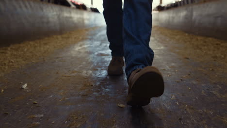 farmer boots walking shed closeup. confident agribusiness owner inspect feedlots