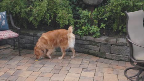 female golden retriver sniffing, hunting on carmel patio in slow motion