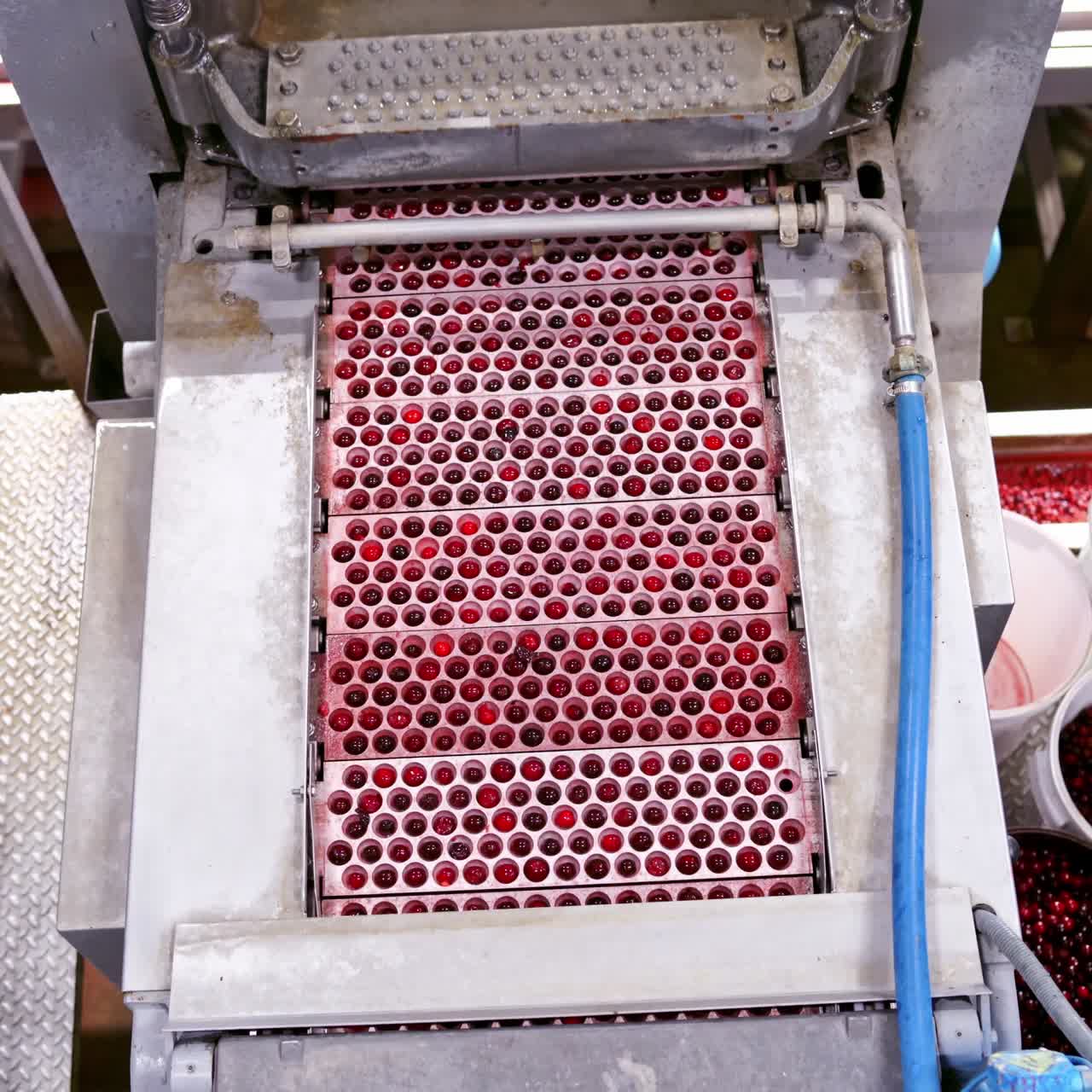 Modern conveyor on berry factory