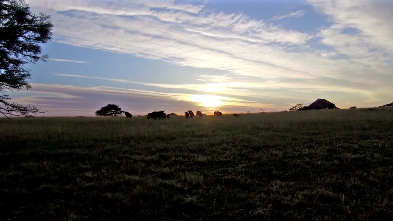 wilderbeest 놀이로 아카시아 나무 뒤에서 살금살금 나오면 떼가 들판을 가로질러 달리기 전에 아름다운 남아프리카의 일출을 볼 수 있습니다.