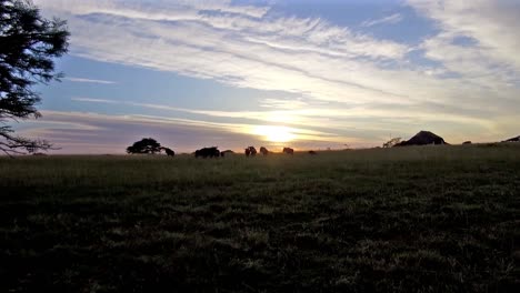 Sneaking-out-from-behind-an-Acacia-Tree-as-the-Wilderbeest-play,-you-will-see-the-beautiful-South-African-sunrise-before-the-herd-runs-across-a-field