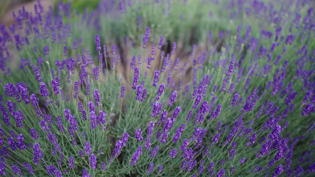 arbusto de lavanda en flor púrpura se mueve suavemente en la brisa ligera, parque de la ciudad en praga