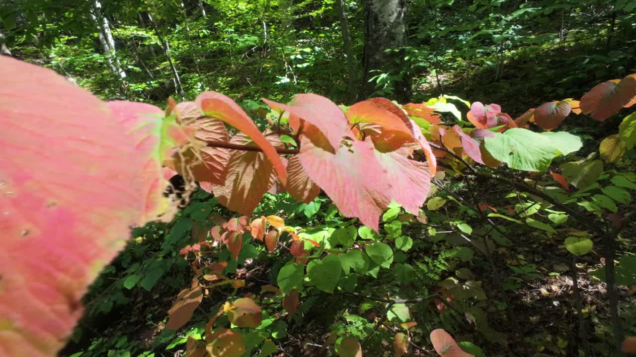 Vegetation in the foreground while hiking on Mount Sutton, Quebec
