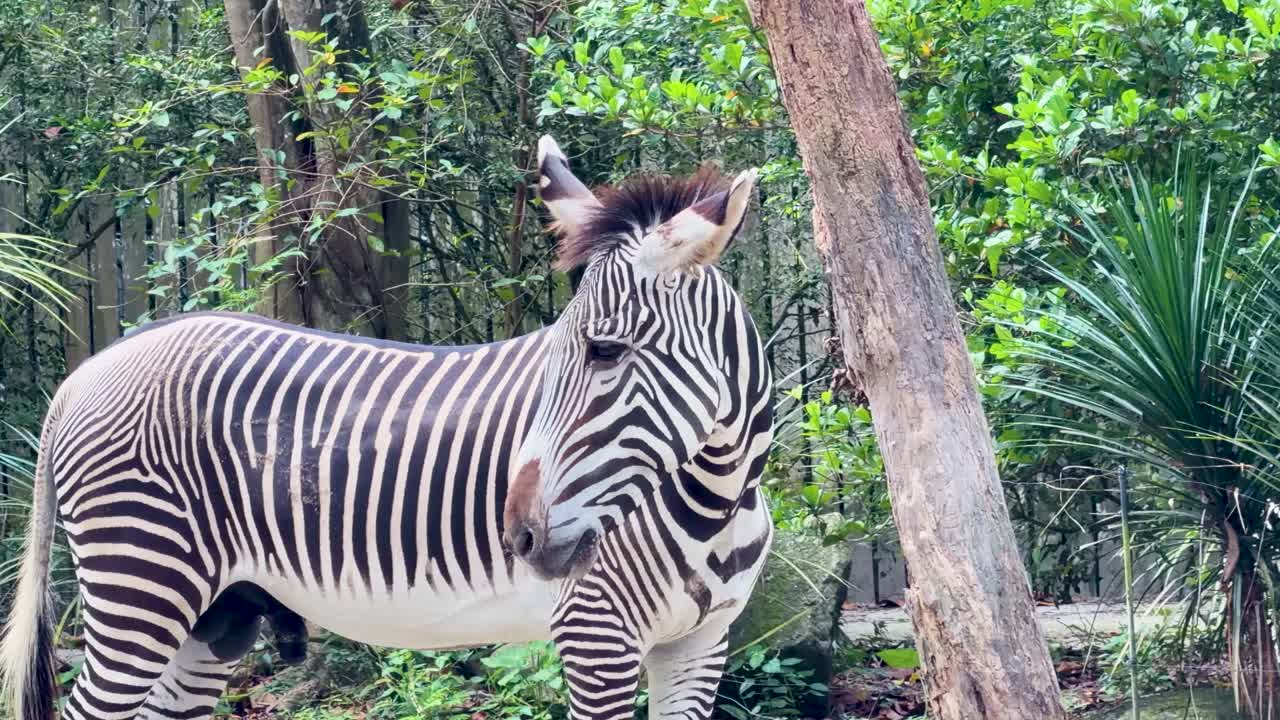 A Grevy's zebra stands still in a forest, filmed in a static profile medium shot