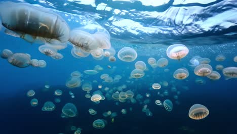 a shoal of jellyfish swimming in the ocean