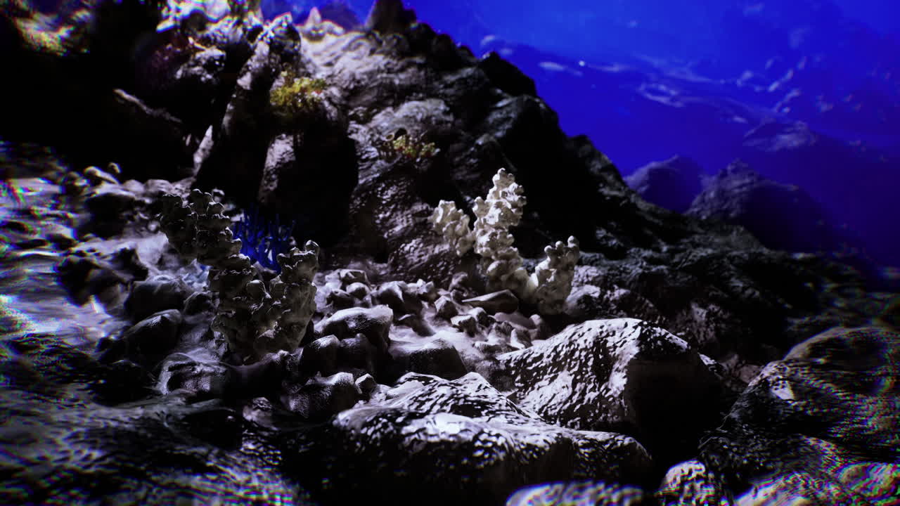 Exploring vibrant coral reefs and marine life in an underwater paradise