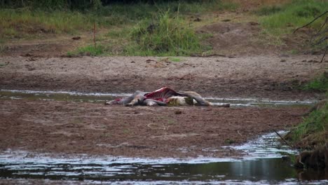 static view of african eland antelope carcass eaten by lions close to a river in the wild