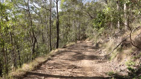 handheld footage of fire break trails in nerang national park, gold coast, queensland, australia