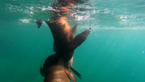 Tres-Leones-Marinos-Dan-Vueltas-En-Círculo-Mientras-Juegan-Bajo-El-Agua-Frente-A-La-Costa-De-Isla-Espíritu-Santo