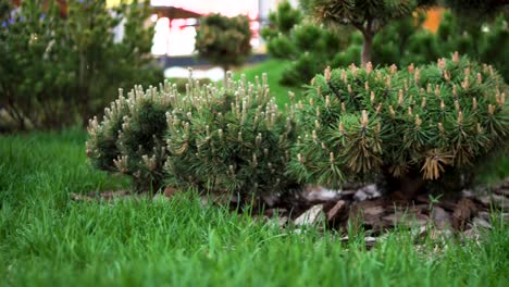 landscaped garden with pine trees