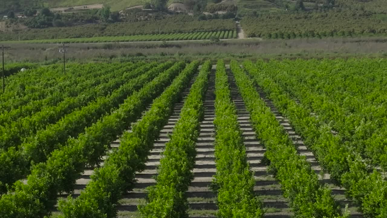 vista aérea de un naranjero vibrante