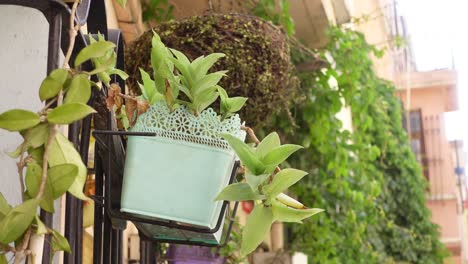 close-up of a potted plant hanging from a balcony railing