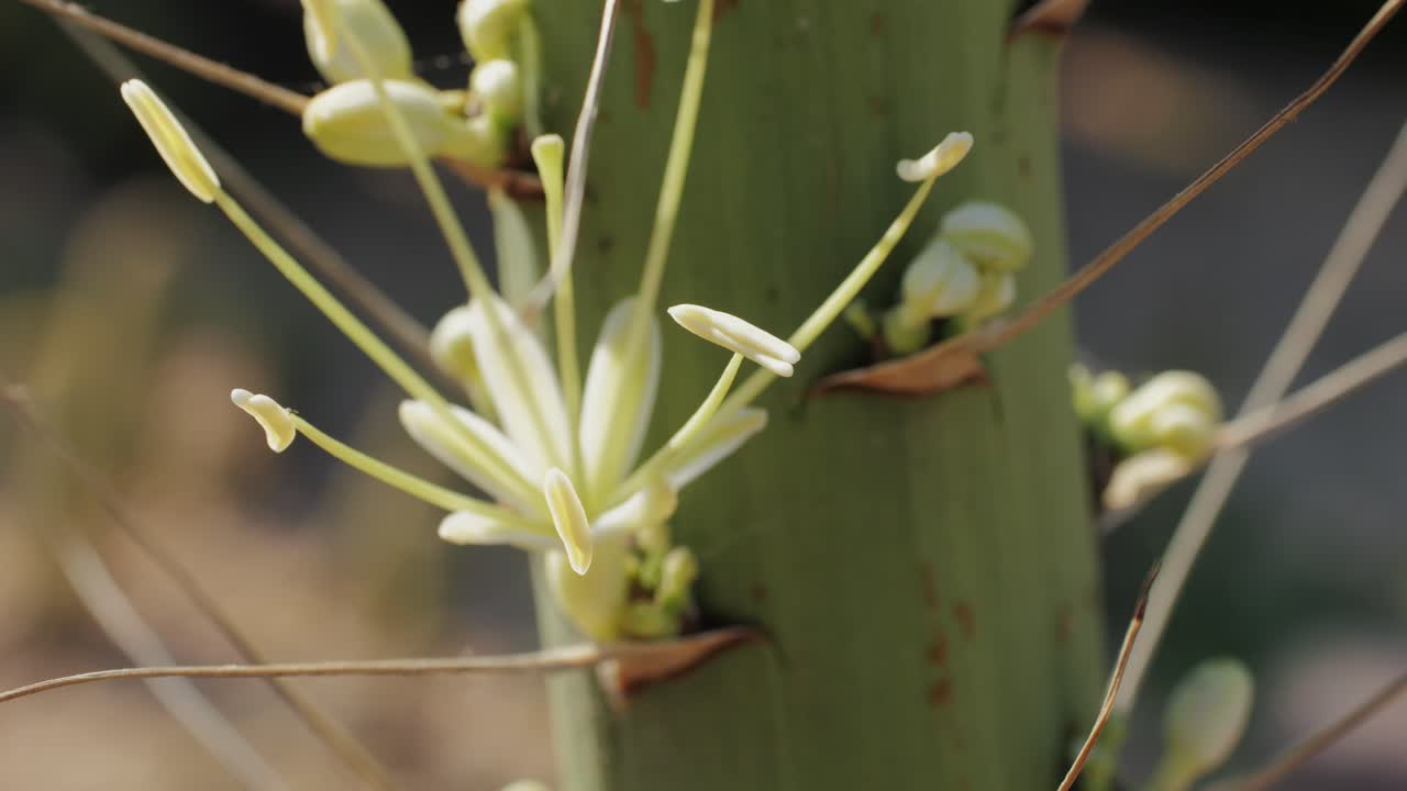 Close up green cactus with yellow spines within a desert environment, city park in Barcelona, Montjuic. African background