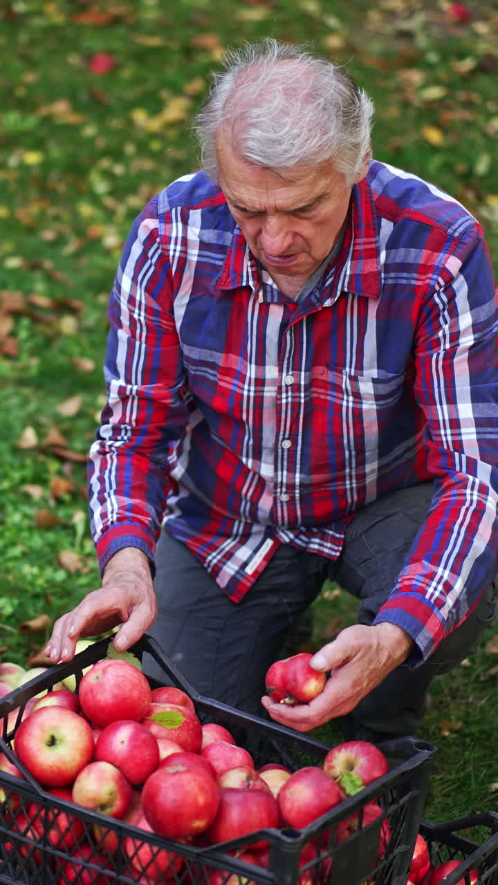 Old grey-haired man squatted near the boxes with collected apples. Farmer looking through the picked fruit for damages and sorting out bad ones. View from top. Vertical video