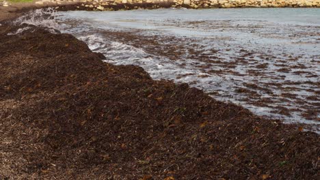 floating and beach cast seaweed against limestone breakwater