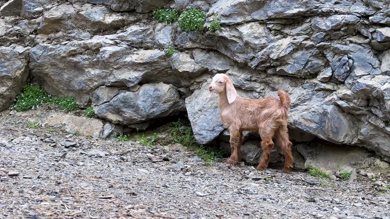 Capretto giovane, villaggio di montagna, stagione estiva, giocoso, carino, orecchie lunghe marroni, arrampicata su roccia, Iran, Kurdistan, natura, viaggio, turismo, habitat selvaggio, comportamento, attivo, natura incontaminata, documentario, maestoso, sereno.