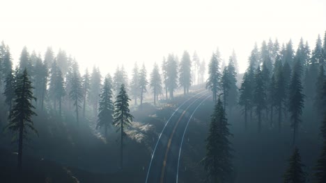 aerial-view-of-green-spruce-forest