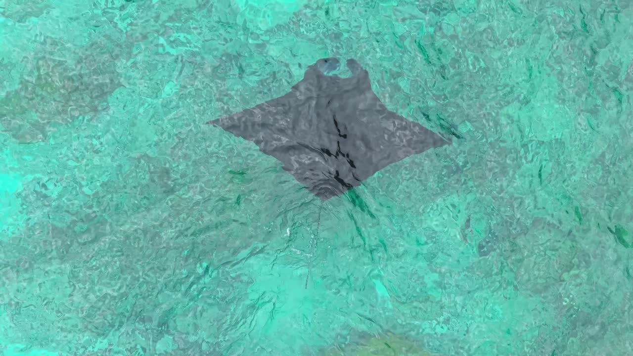 Jättiläismantarausku uimassa turkoosissa vedessä