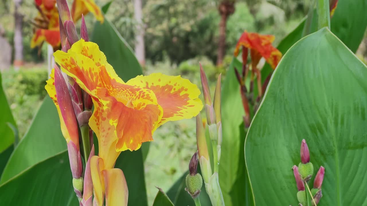 Primo piano statico di un fiore di Canna lily di un vivace arancione e giallo che ondeggia delicatamente nella brezza, circondato da foglie verdi lussureggianti e da una luce naturale soffusa che crea un'atmosfera da giardino tropicale