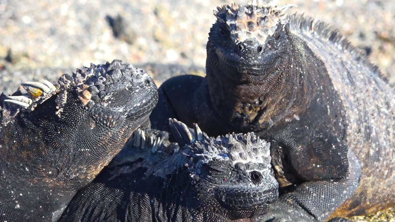 해양 이구아나는 갈라파고스 제도 에콰도르 4의 화산 기슭에서 햇볕을 쬐고 있습니다.