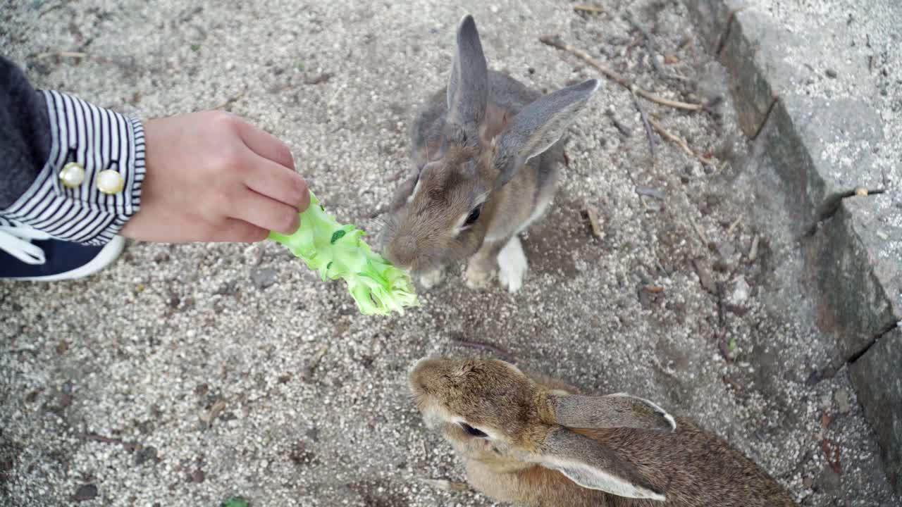 두 마리의 토끼에게 샐러드 조각을 먹이는 여성 손의 하향식 보기