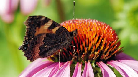 Extreme-Nahaufnahme-Makroaufnahme-Eines-Orangefarbenen-Kleinen-Schildpattschmetterlings,-Der-Auf-Lila-Sonnenhut-Sitzt-Und-Nektar-Sammelt