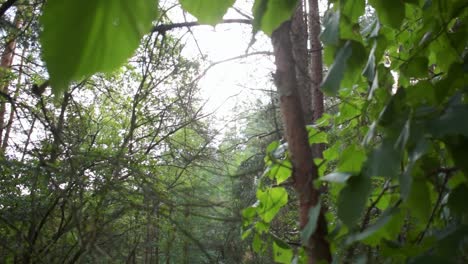 captured beautiful sunlight through the leaves in the forest-2