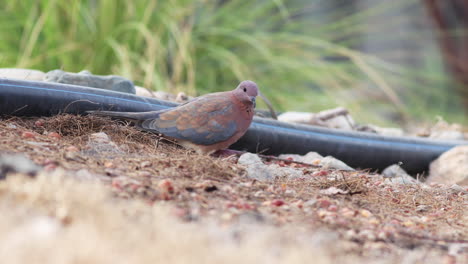 A-Laughing-dove-in-a-park-on-Gran-Canaria