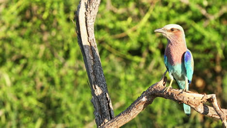 hermoso rodillo de pecho lila posado en las ramas de un árbol en la reserva privada de caza klaserie, sudáfrica