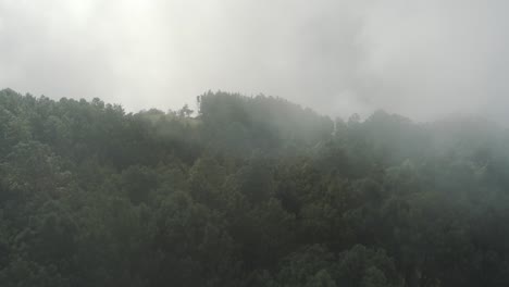 drone aerial, flying high over cloud forest with tall trees, top of the mountain in guatemala