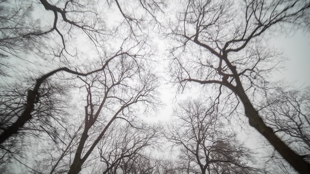 primavera temprana en el parque hvezda, en praga